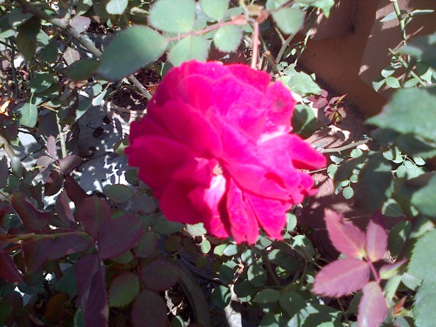 Red Rose Captured by Blackberry Curve 9210